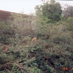 Iguanas in tree tops