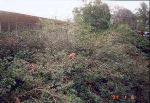 Iguanas in tree tops