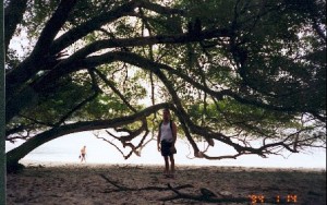 Manuel Antonio tree