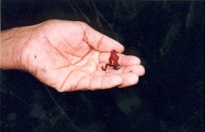 poisonous frog