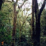 Monteverde cloud forest