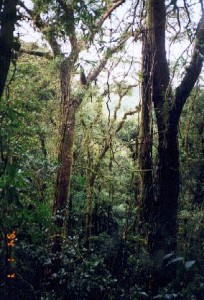 Monteverde cloud forest