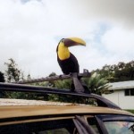 toucan