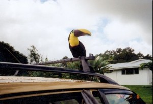 toucan