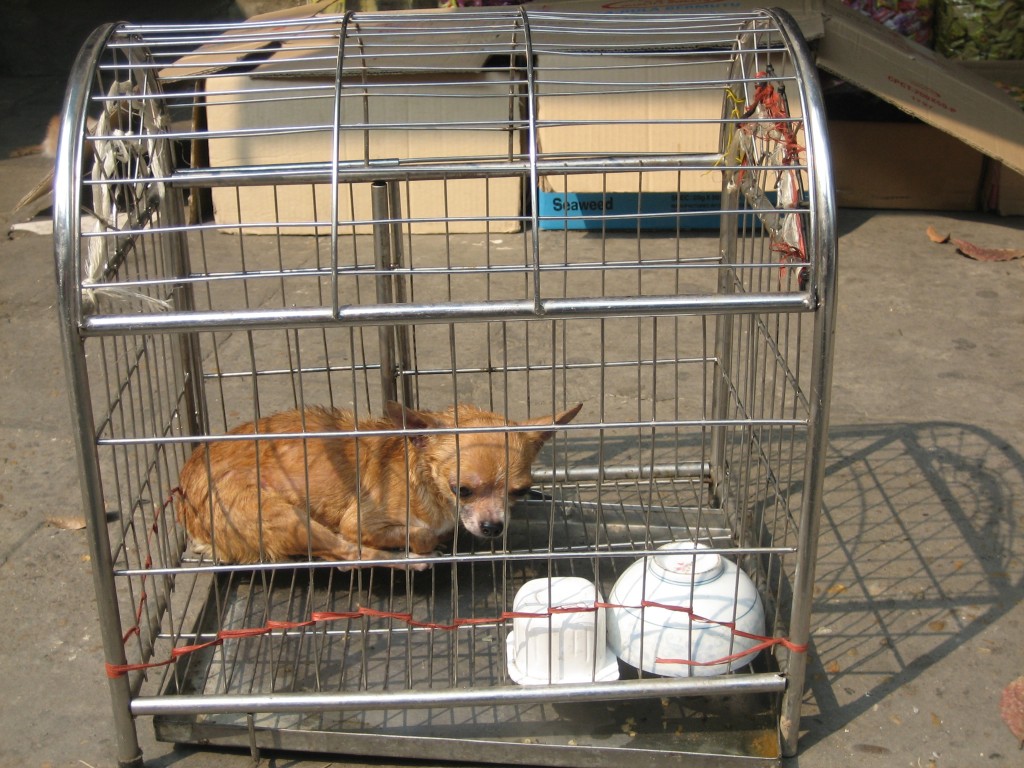 Dog in cage