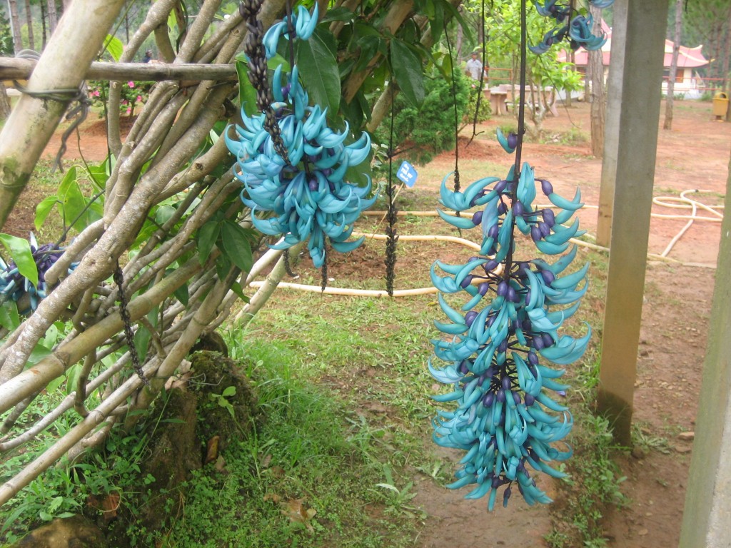 Flowers in monastery