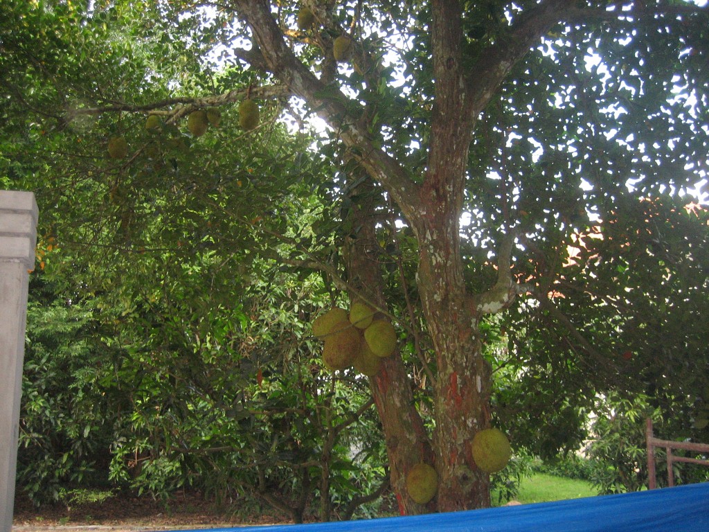 Jackfruit tree