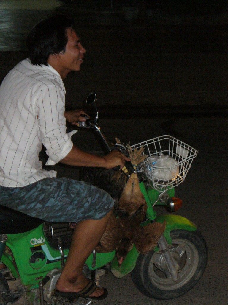 Chickens on motorcycle