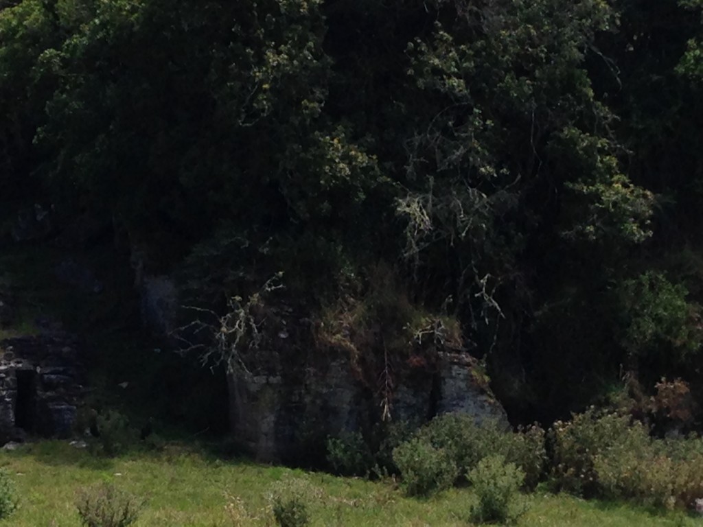 IMG_3602 Wild turkeys and doorway, Waitomo, NZ