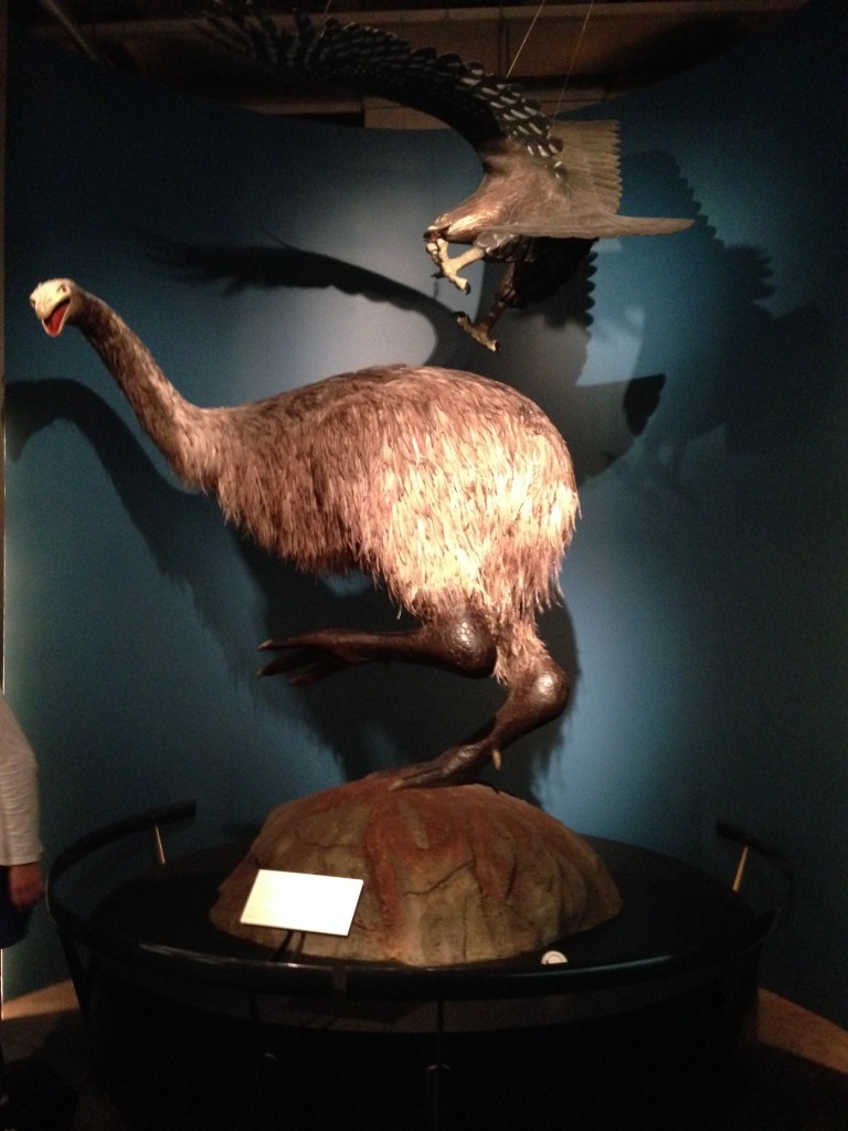 IMG_3649 Big Birds, Te Papa, Wellington, NZ