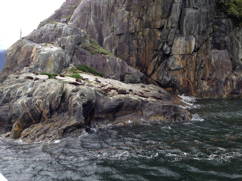 IMG_3695 Fur seals, Fjordland National Park, NZ