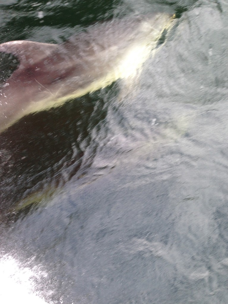 IMG_3702 Dolphins under the boat, Fjordland National Park, NZ