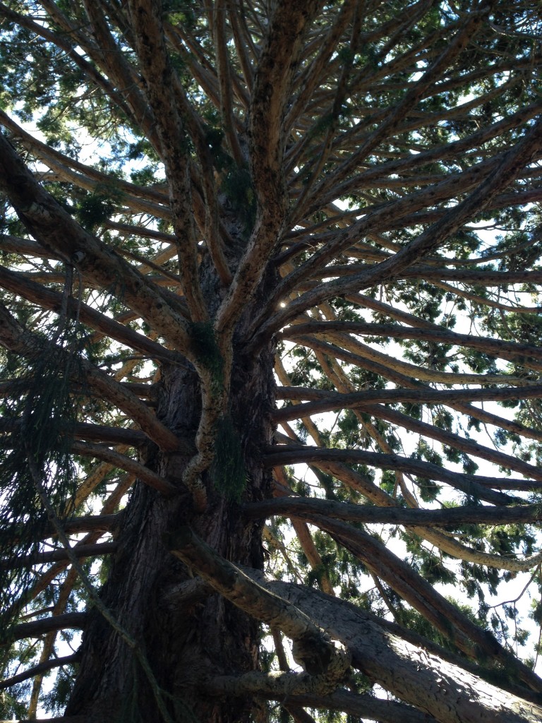 IMG_3735 Giant Wellington sequoia, Queenstown, NZ